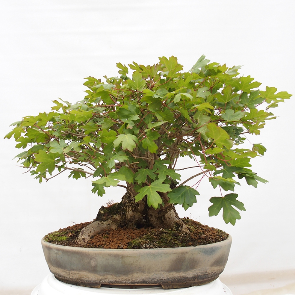 Bonsai im Freien - Baby-Ahorn - Acer campestre