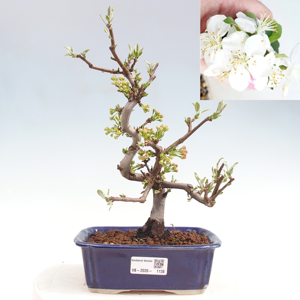 Outdoor Bonsai - Malus sargentii - Kleinfrüchtiger Apfelbaum
