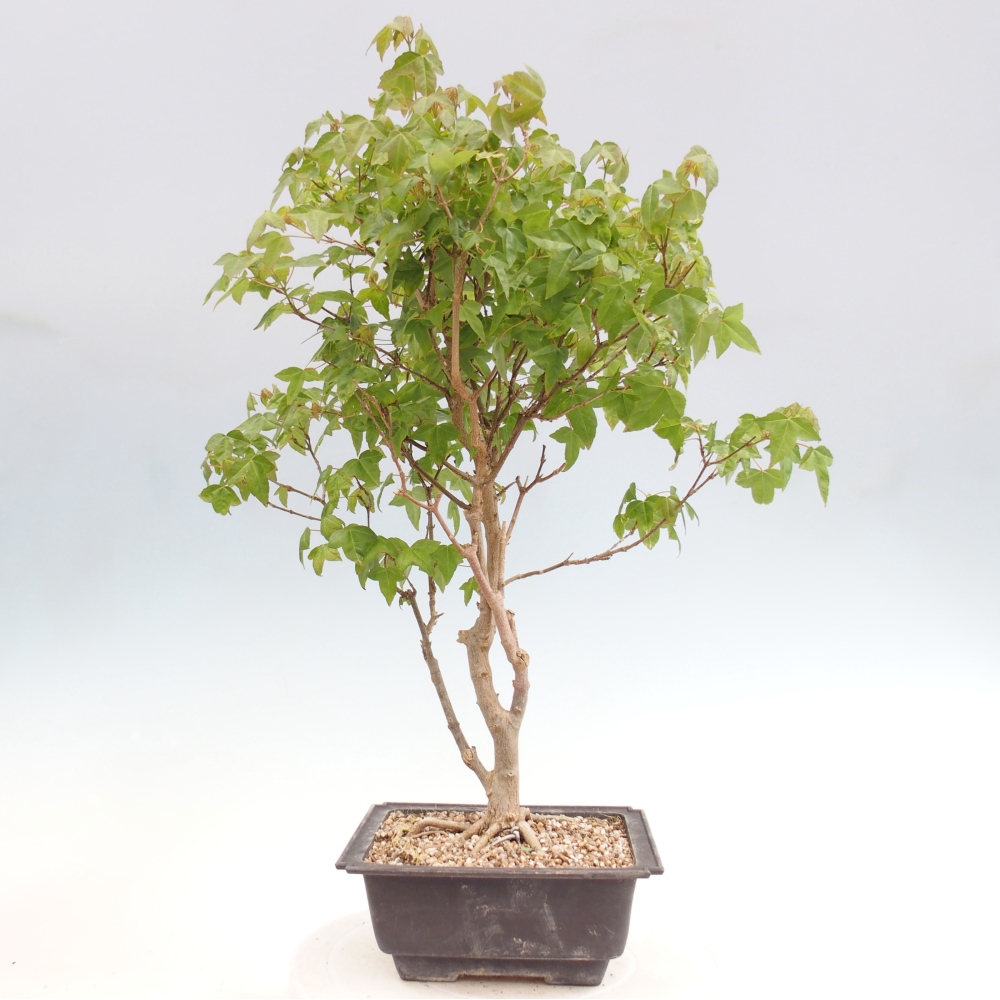 Bonsai für draußen - Acer Buergerianum - Bergahorn