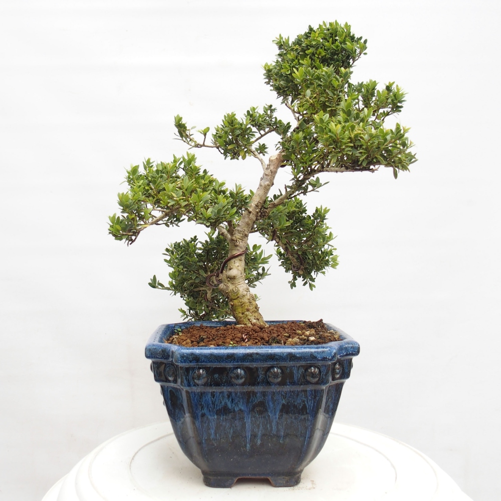 Zimmerbonsai - Ilex crenata - Holly