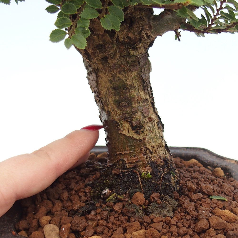 Bonsai im Freien - Ulmus parvifolia Hokkaido - Chinesische Ulme
