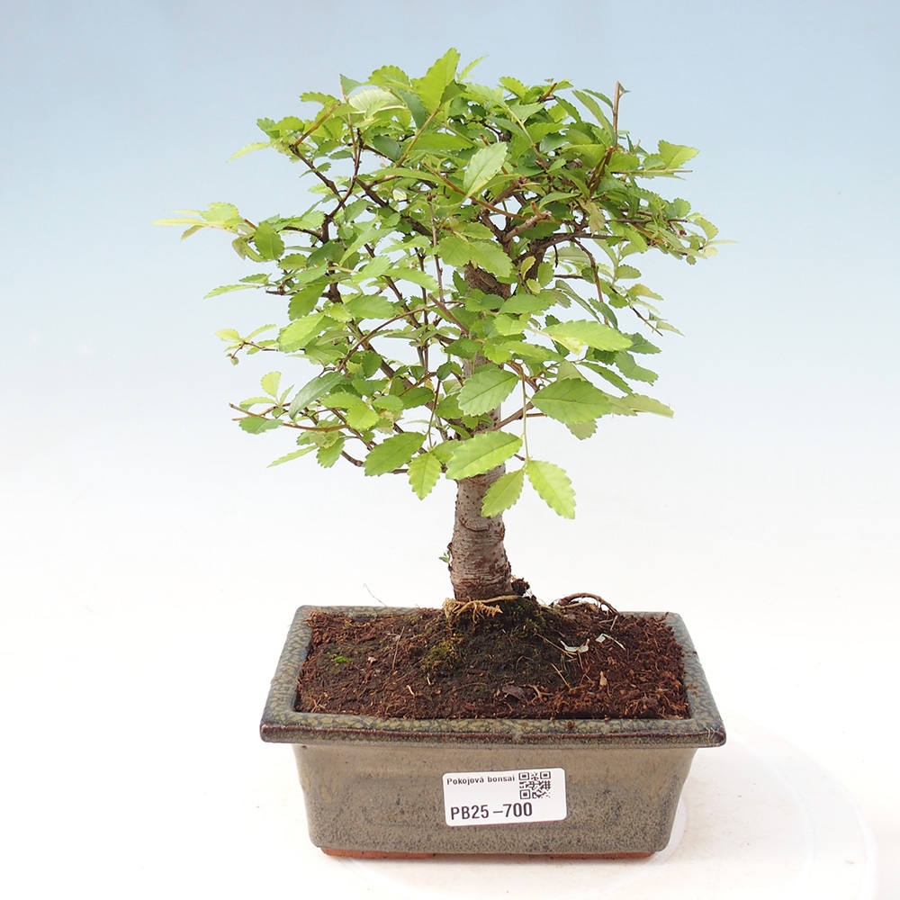 Zimmerbonsai - Ulmus parvifolia - Kleinblättrige Ulme