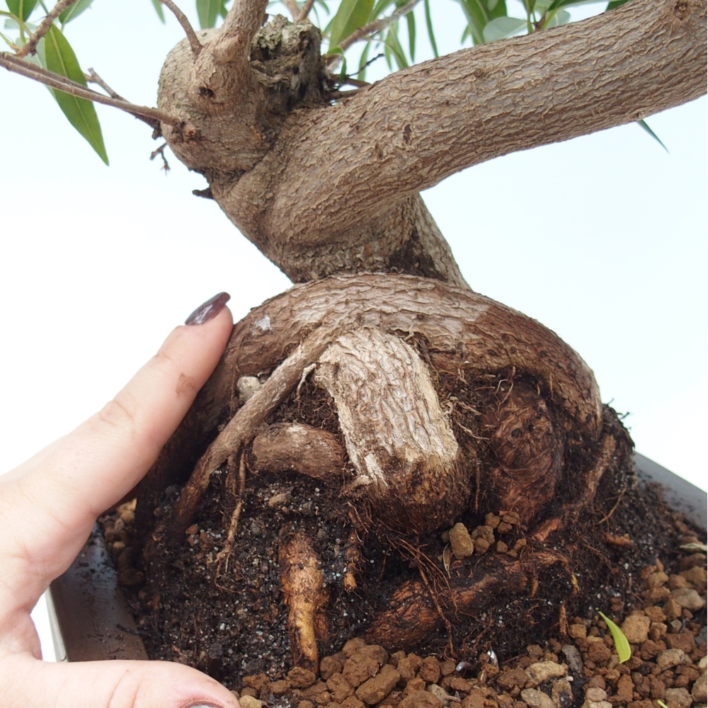 Zimmerbonsai - Ficus nerifolia - Kleinblättriger Ficus