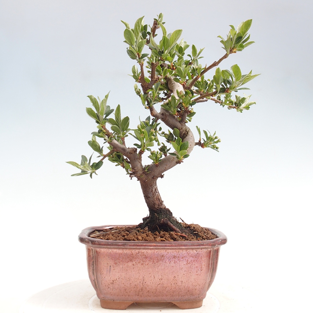 Outdoor Bonsai - Malus sargentii - Kleinfrüchtiger Apfelbaum