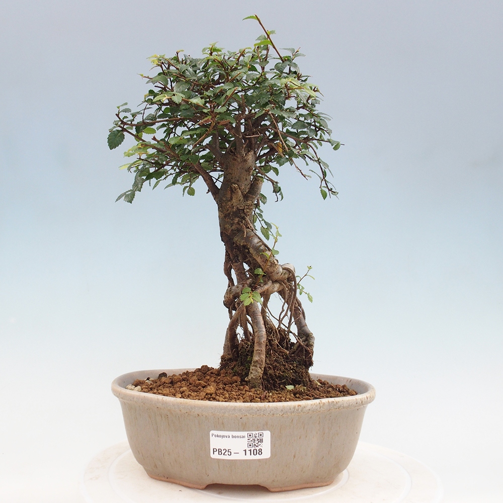 Zimmerbonsai - Ulmus parvifolia - Kleinblättrige Ulme