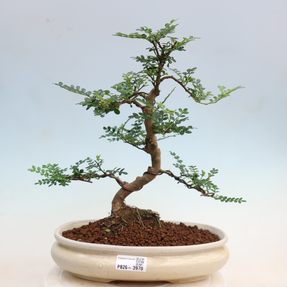Zimmer Bonsai - Zantoxylum piperitum - Pfefferbaum