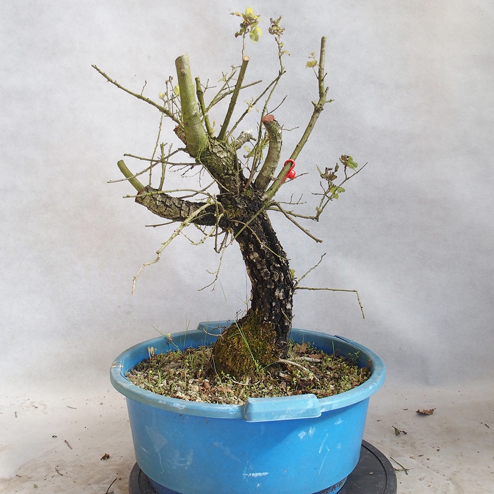 Freilandbonsai Quercus Cerris - Eiche Cer