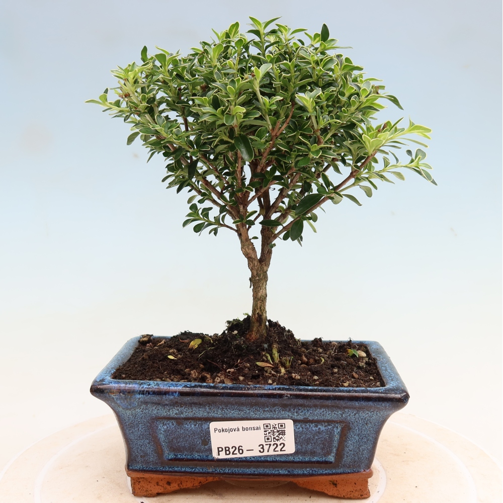 Zimmerbonsai - Serissa foetida Variegata - Baum der Tausend Sterne