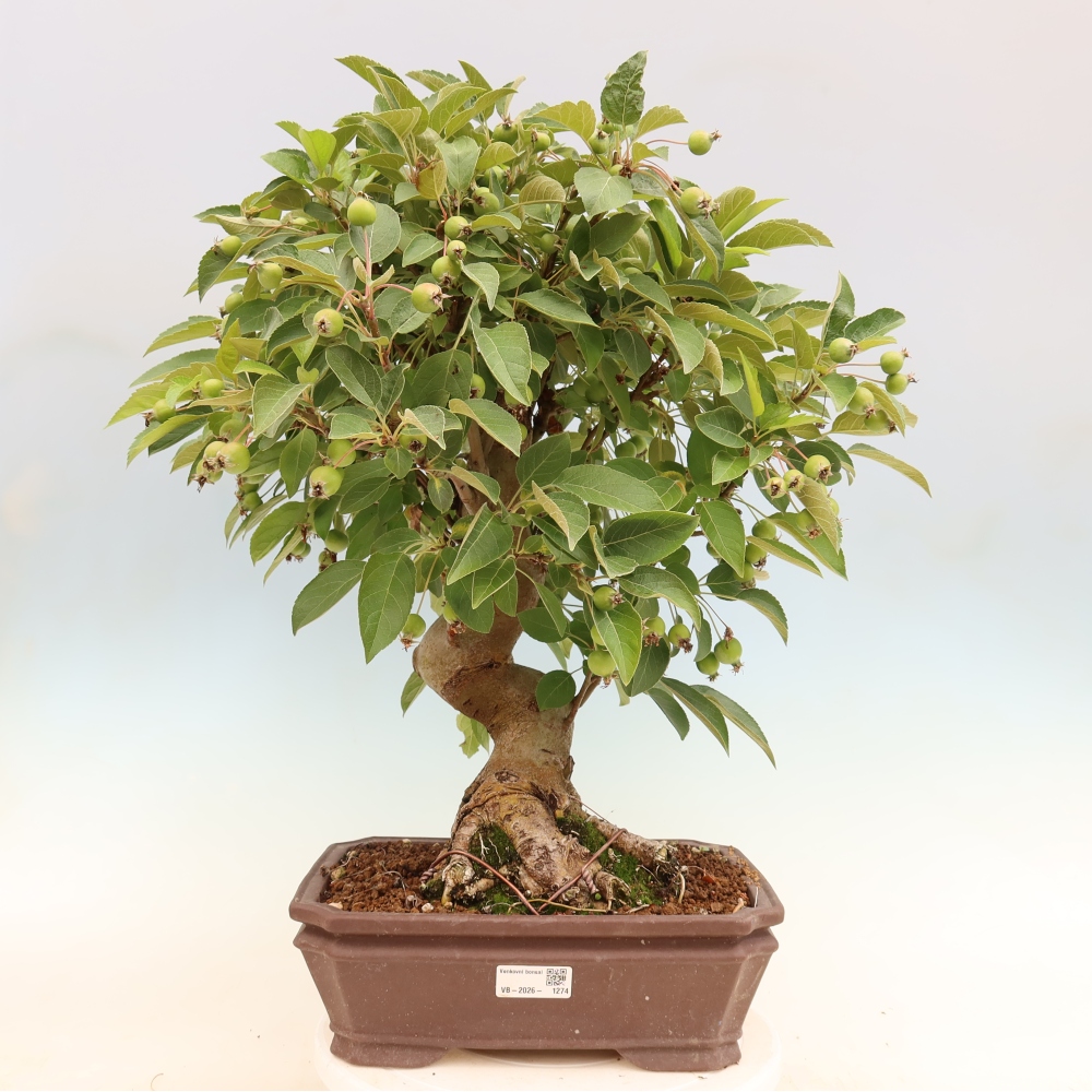 Outdoor-Bonsai -Malus halliana - Kleinfrüchtiger Apfelbaum