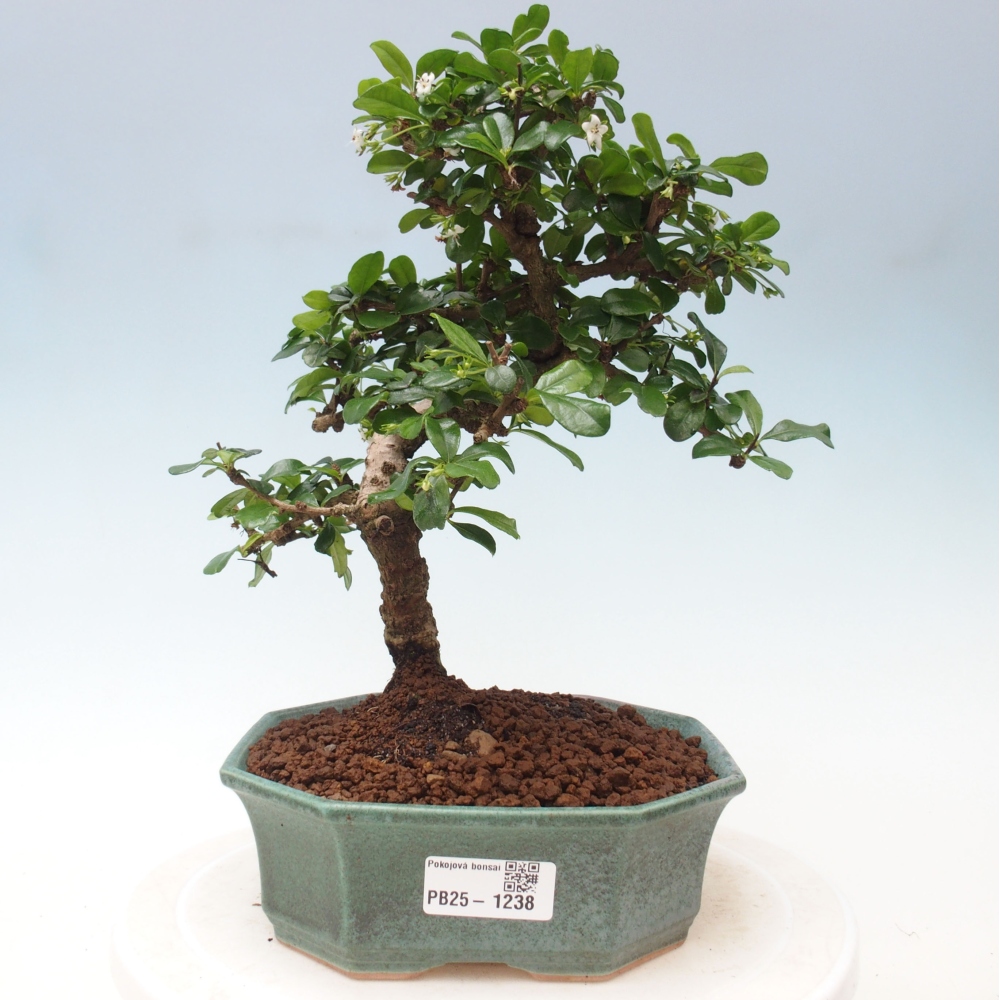 Zimmer Bonsai - Carmona macrophylla - Tea Fuki