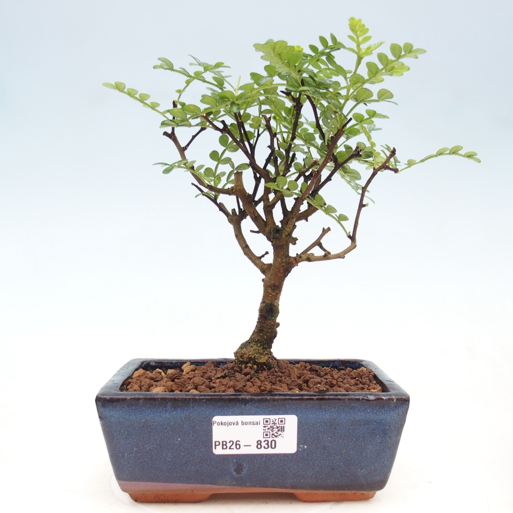 Zimmer Bonsai - Zantoxylum piperitum - Pfefferbaum