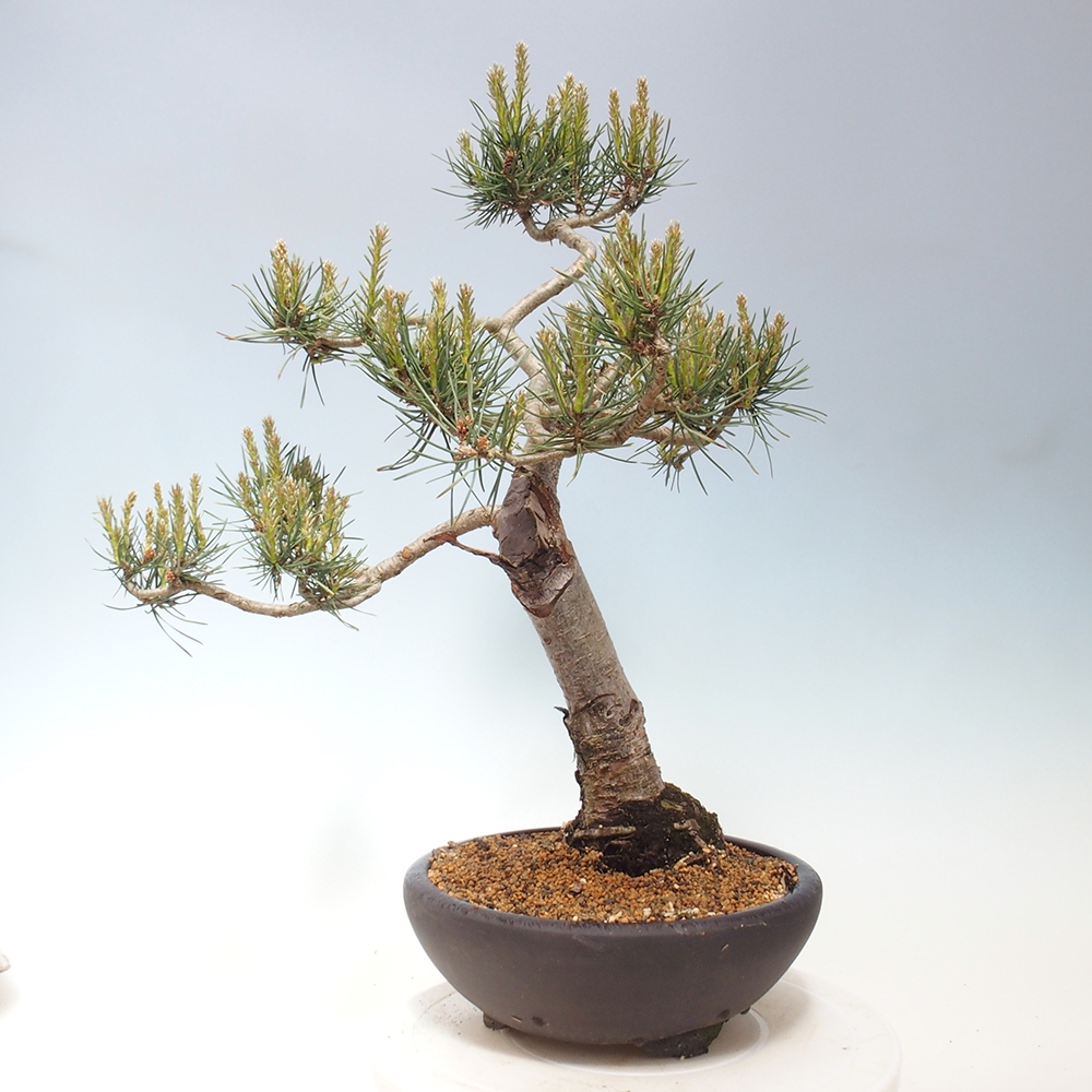 Bonsai im Freien - Pinus Sylvestris - Waldkiefer