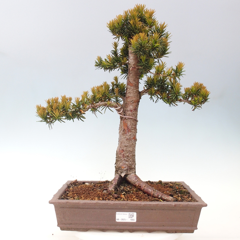 Bonsai im Freien - Taxus cuspidata - Japanische Eibe