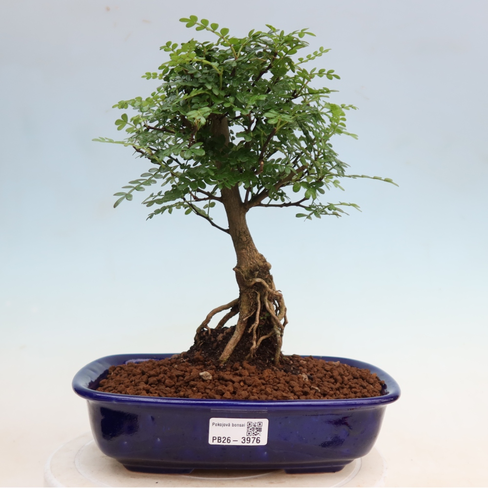 Zimmer Bonsai - Zantoxylum piperitum - Pfefferbaum