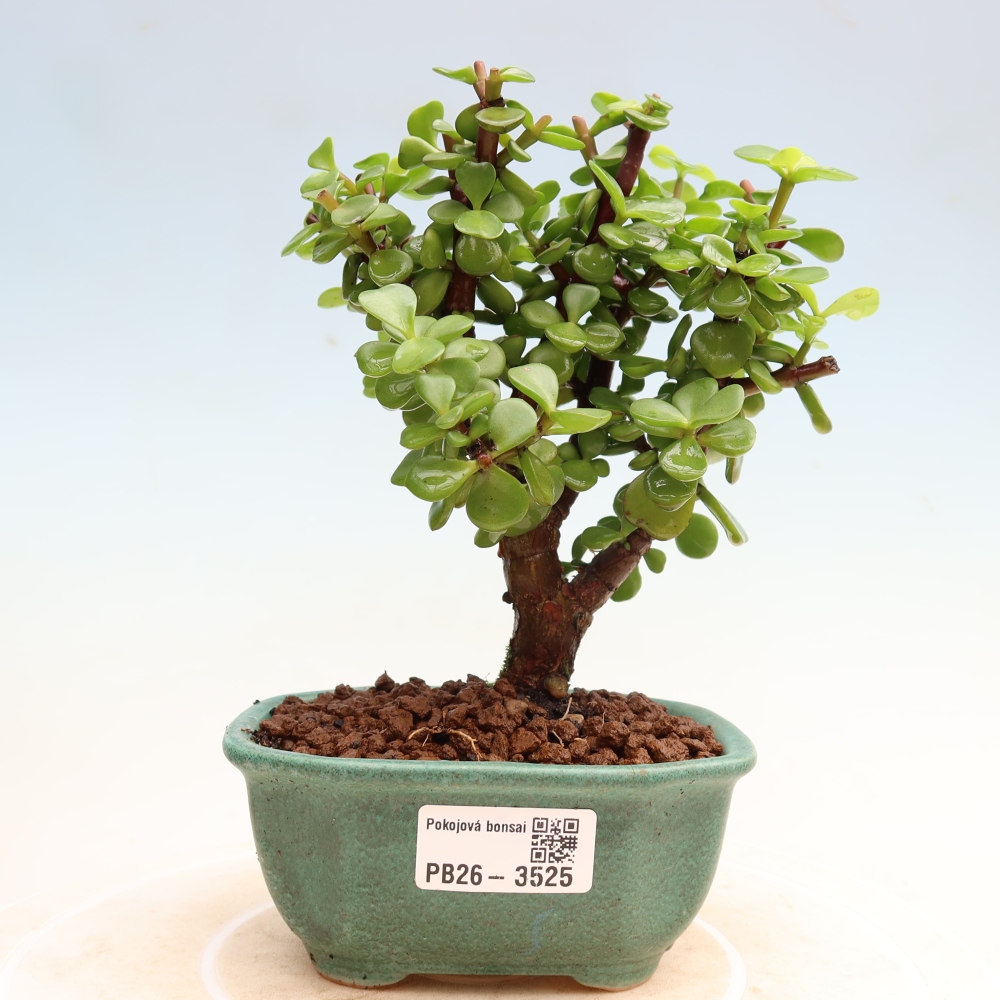 Zimmer Bonsai - Portulakaria Afra - Tlustice