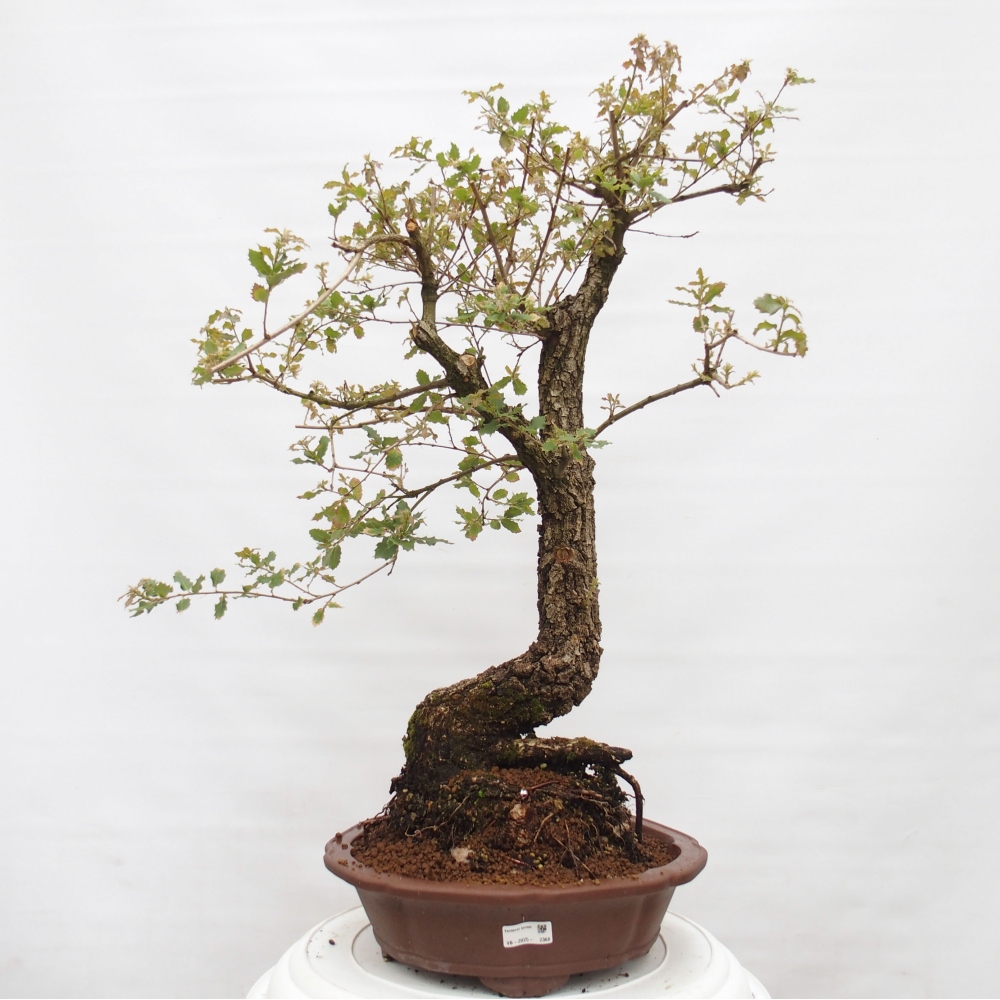 Yamadori - Quercus Ilex - Steineiche