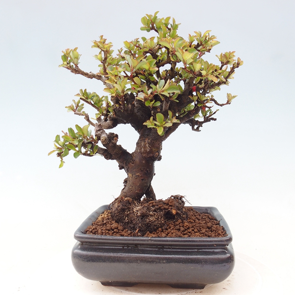 Bonsai für draußen - Chaneomeles speciosa - Quitte