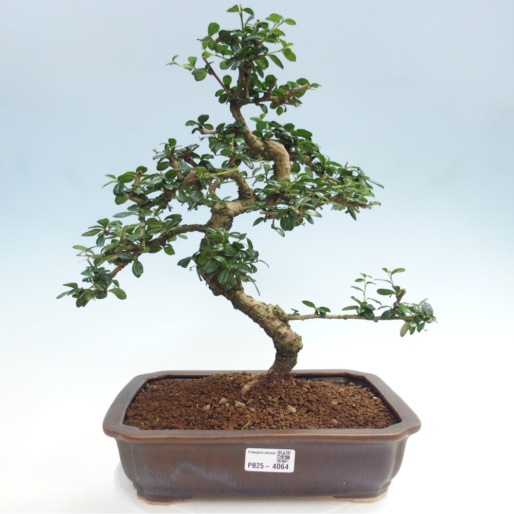 Zimmer-Bonsai - Carmona macrophylla - Tee-Fuki