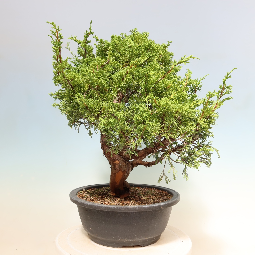 Bonsai für draußen - Juniperus chinensis Itoigawa-Juniperus chinensis