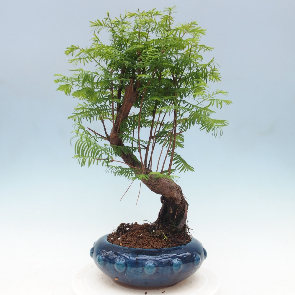 Bonsai im Freien - Metasequoia glyptostroboides - Chinesischer Metasequoia