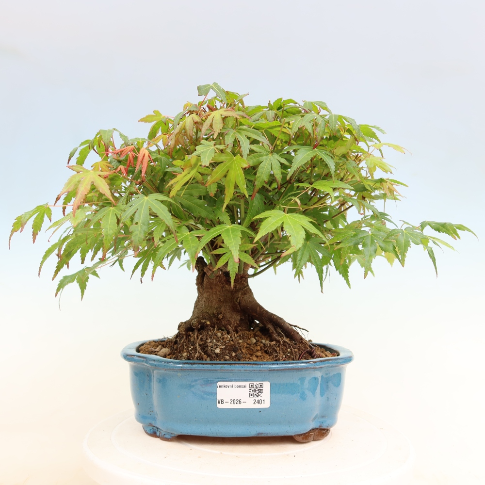 Bonsai für draußen - Ahorn Burger - Acer Burgerianum