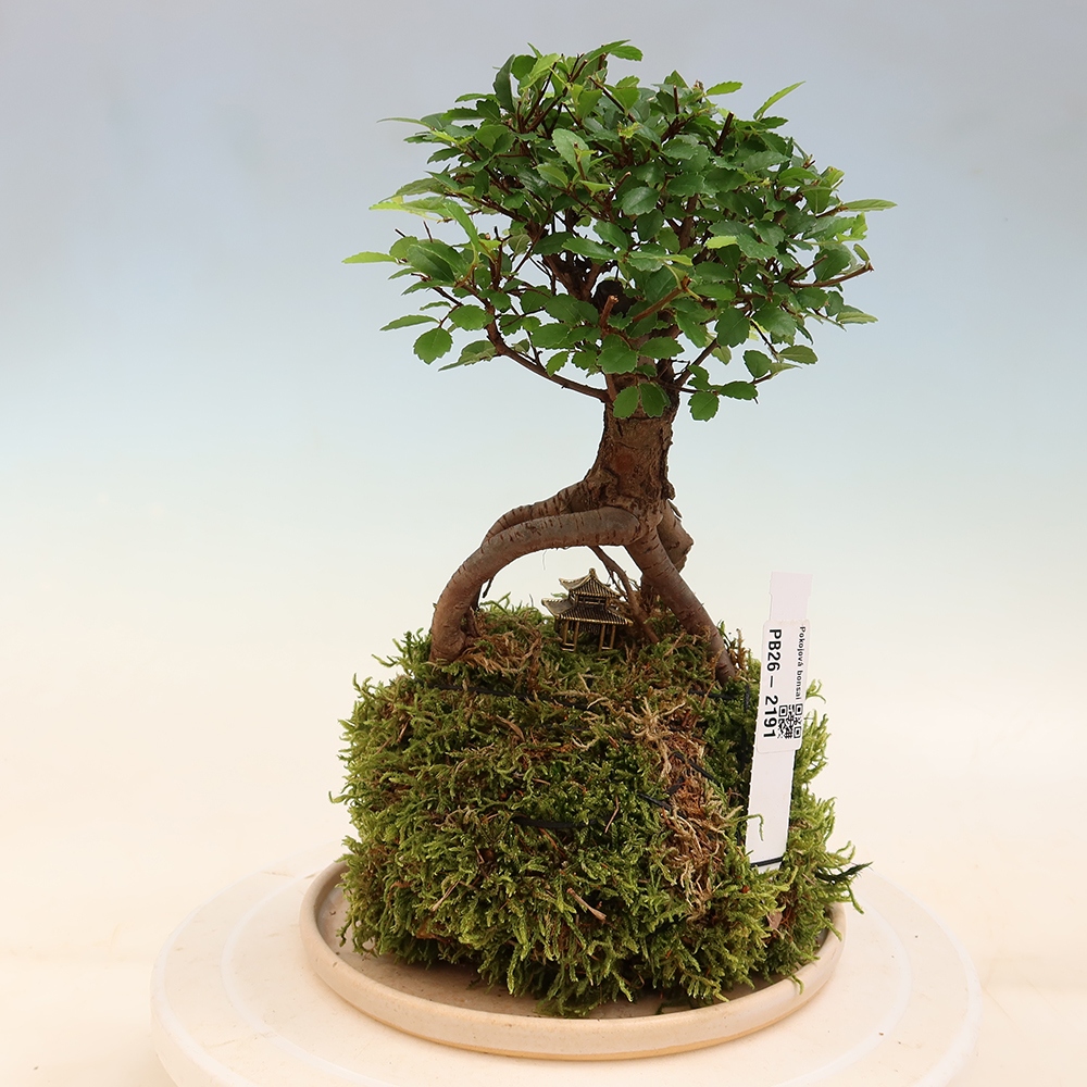 Kokedama mit Untersetzer – Ulmus parvifolia – Kleinblättrige Ulme