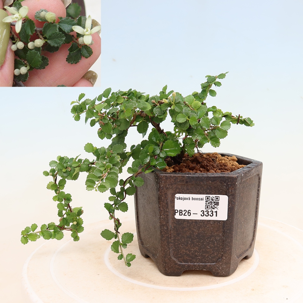 Zimmerbonsai - Grewia sp. - Grewia malafolia