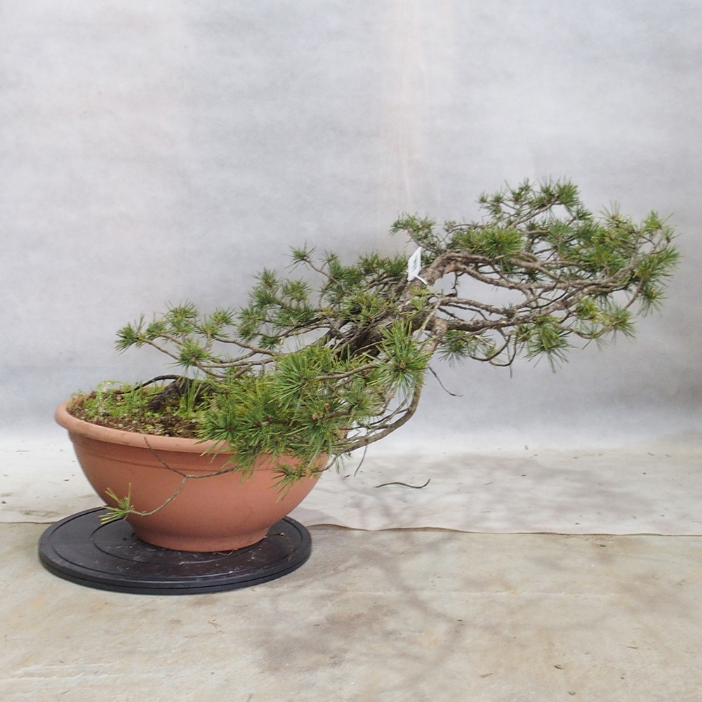 Yamadori - Pinus sylvestris 