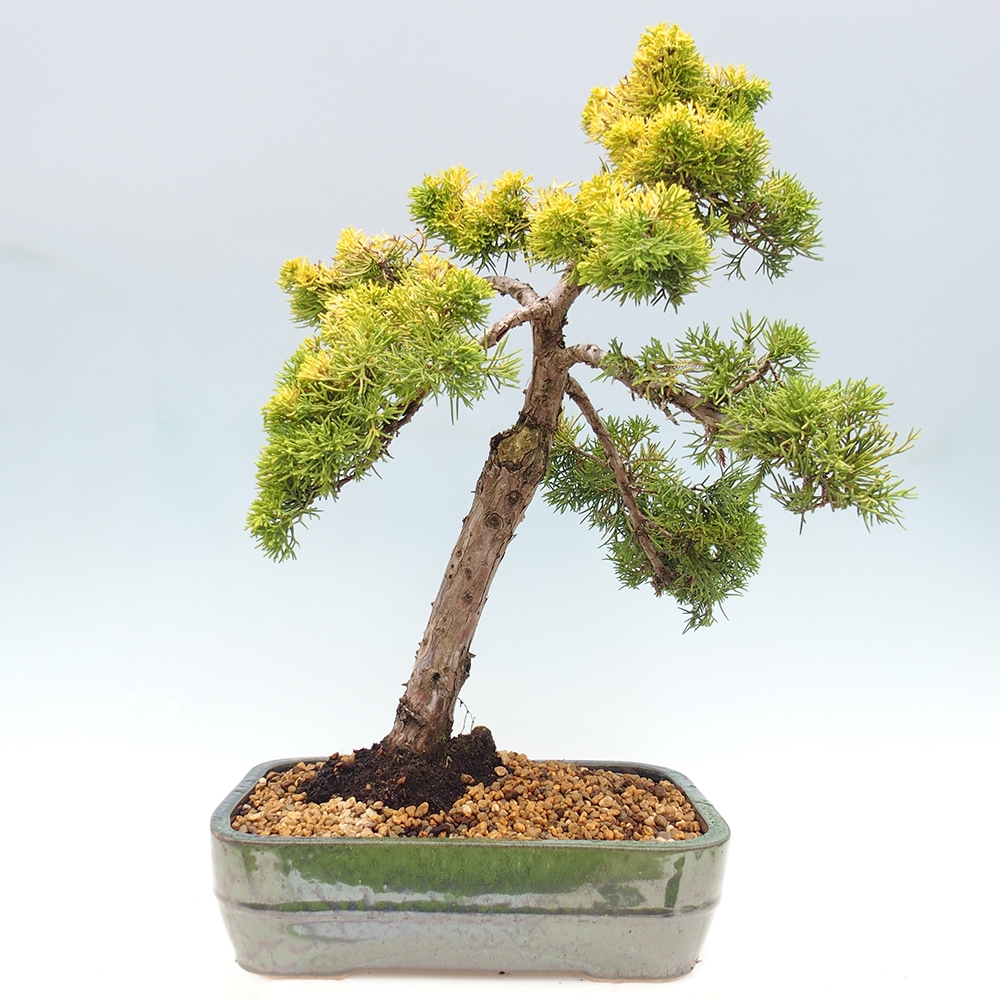 Bonsai im Freien - Juniperus chinensis plumosa aurea - Chinesischer Goldwacholder
