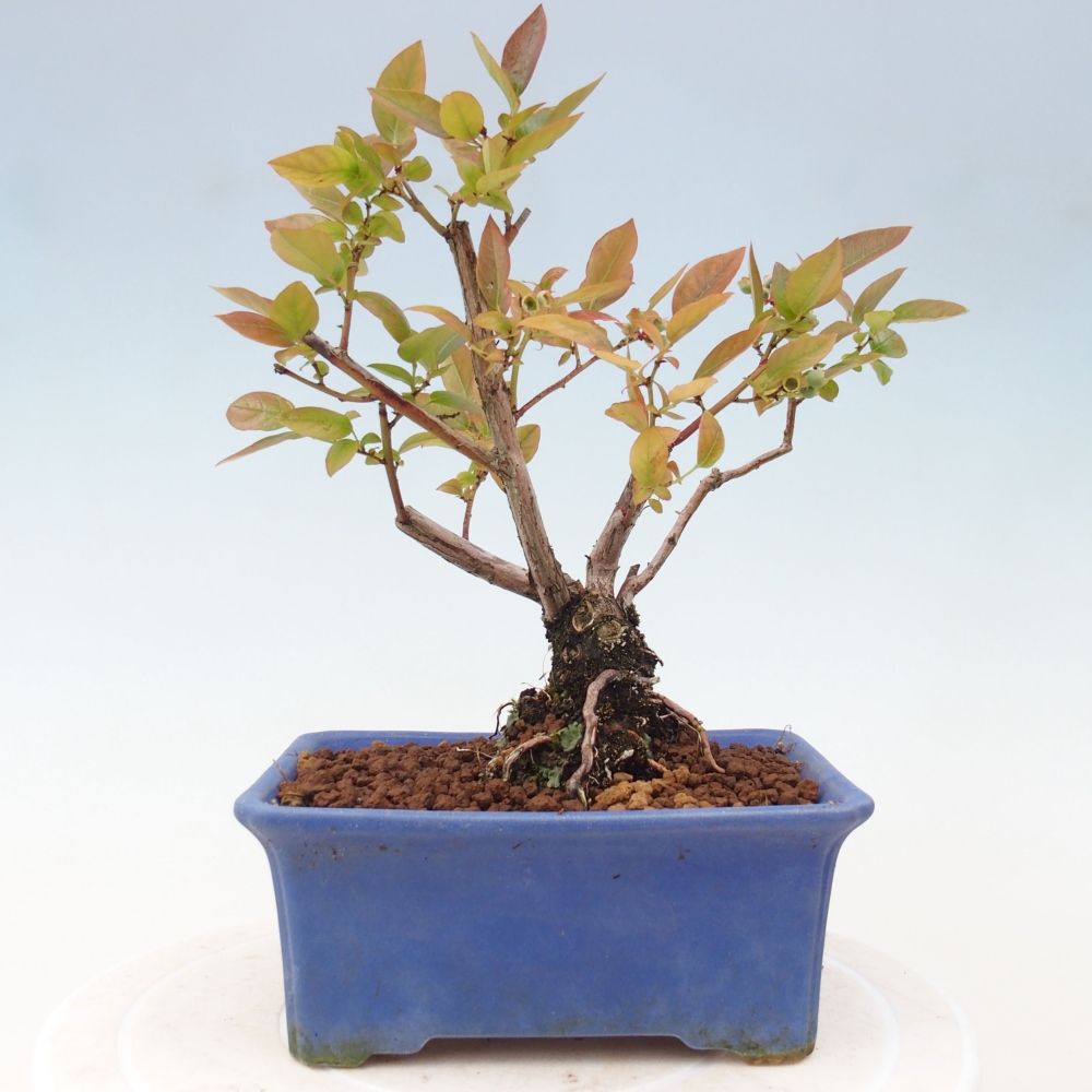 Outdoor-Bonsai - Kanadische Blaubeere - Vaccinium corymbosum