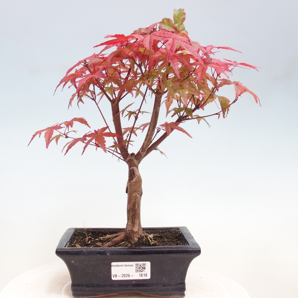 Bonsai für draußen - Acer palmatum DESHOJO