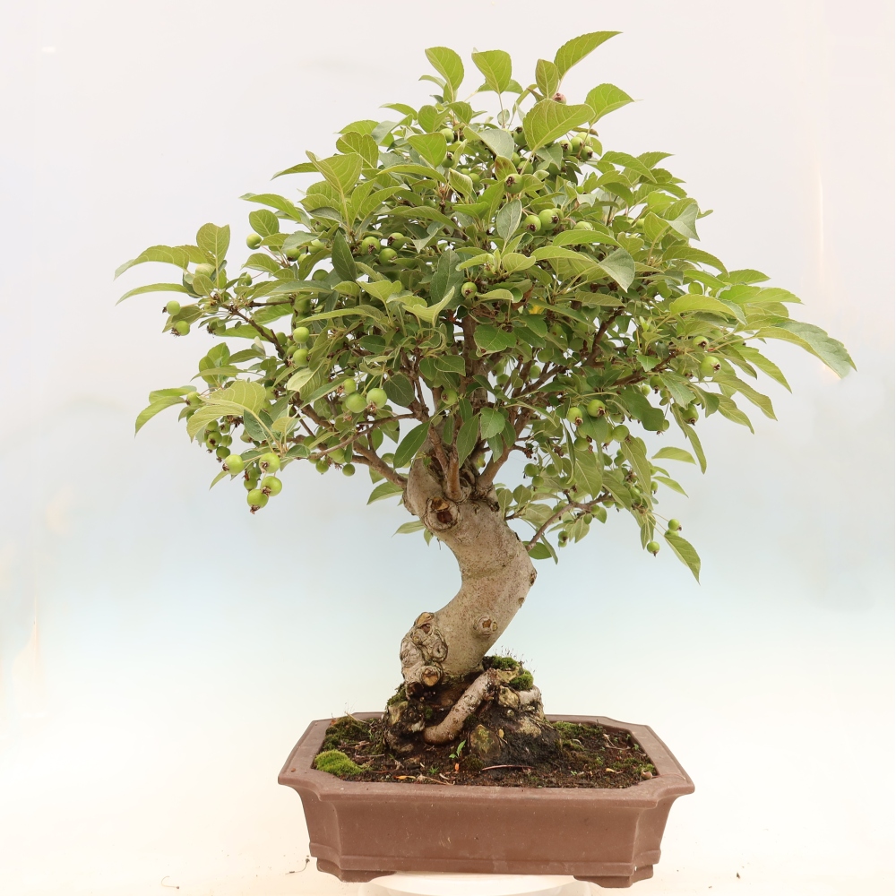 Bonsai im Freien - Malus halliana - Kleinfruchtiger Apfelbaum