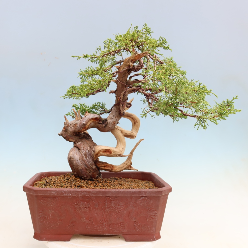 Bonsai für draußen - Juniperus chinensis Itoigawa-Juniperus chinensis