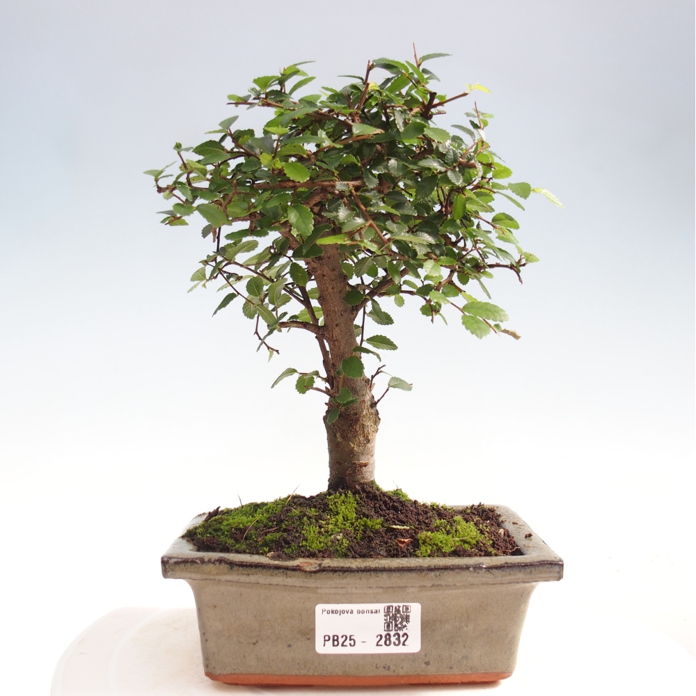 Zimmerbonsai - Ulmus parvifolia - Kleinblättrige Ulme