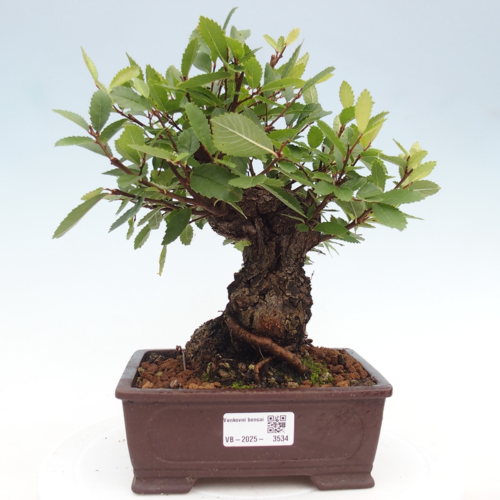 Bonsai im Freien - Zelkova - Zelkova serrata