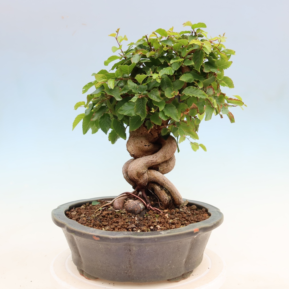 Bonsai für draußen - Karpinus Coreana - Koreanische Hainbuche