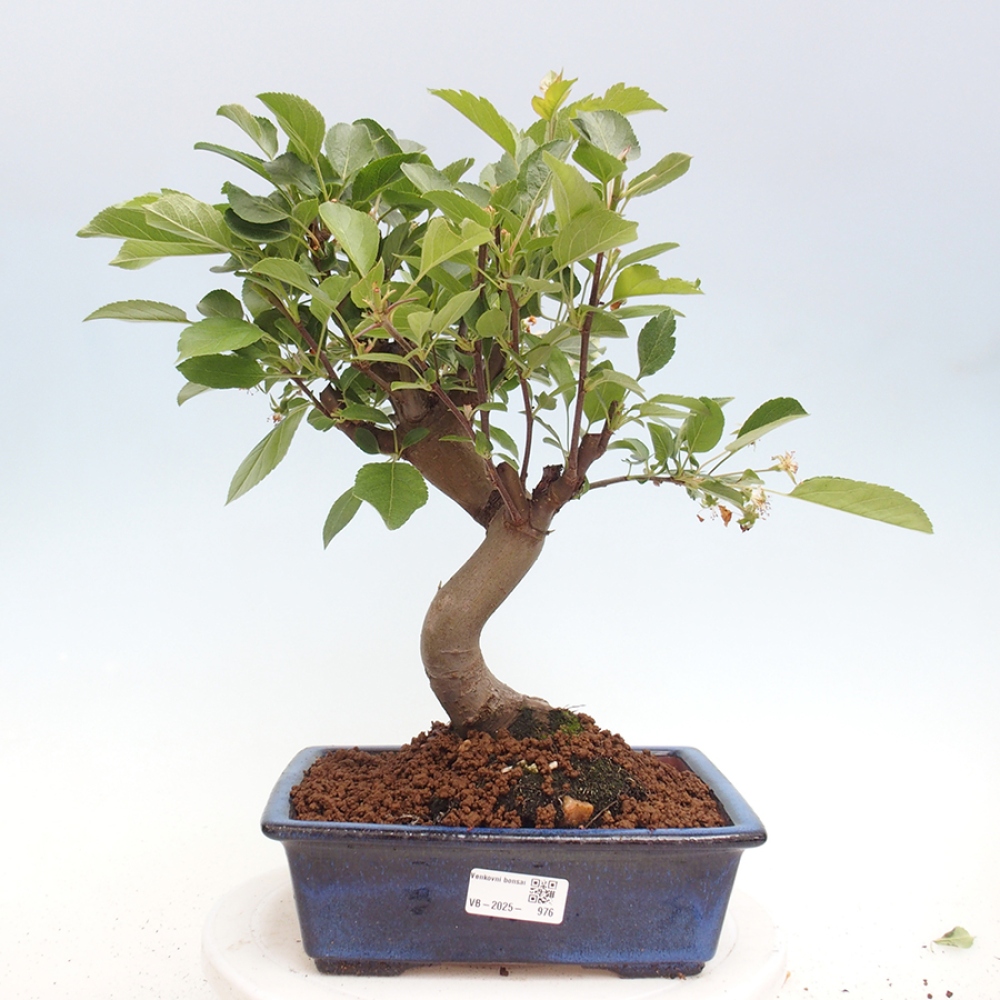 Bonsai im Freien - Malus halliana - Kleinfruchtiger Apfelbaum