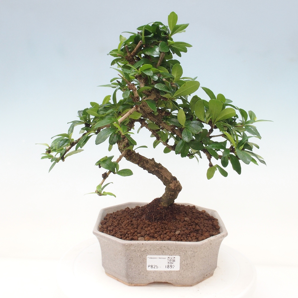 Zimmer Bonsai - Carmona macrophylla - Tea Fuki