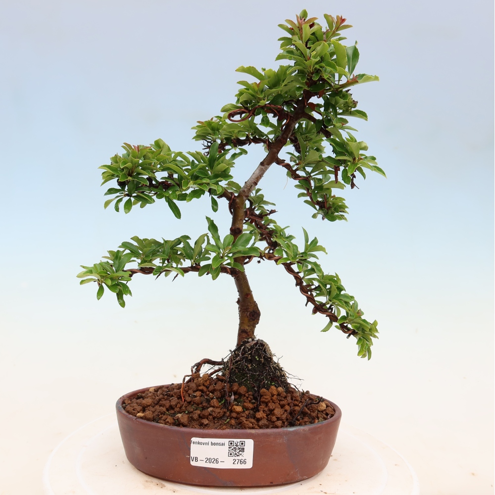 Bonsai für den Außenbereich – Pyracantha teton – Feuerdorn
