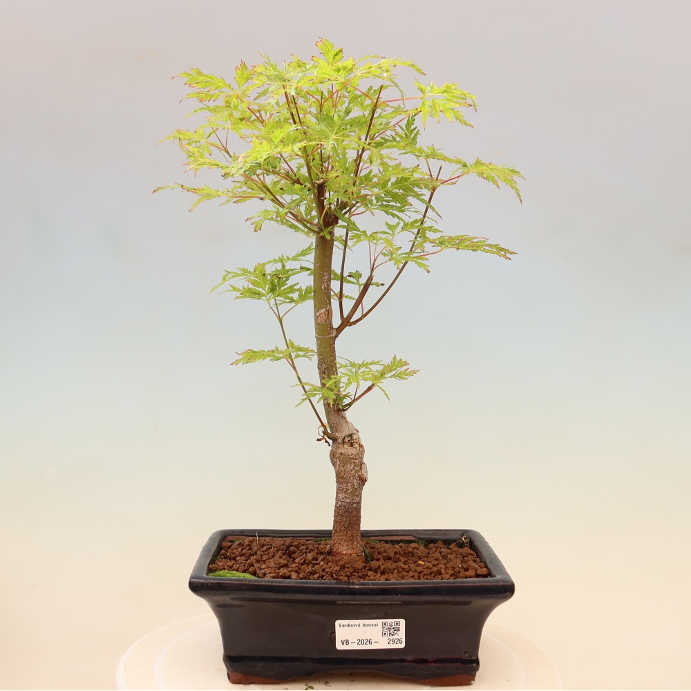 Bonsai für draußen - Acer palmatum Dissectum