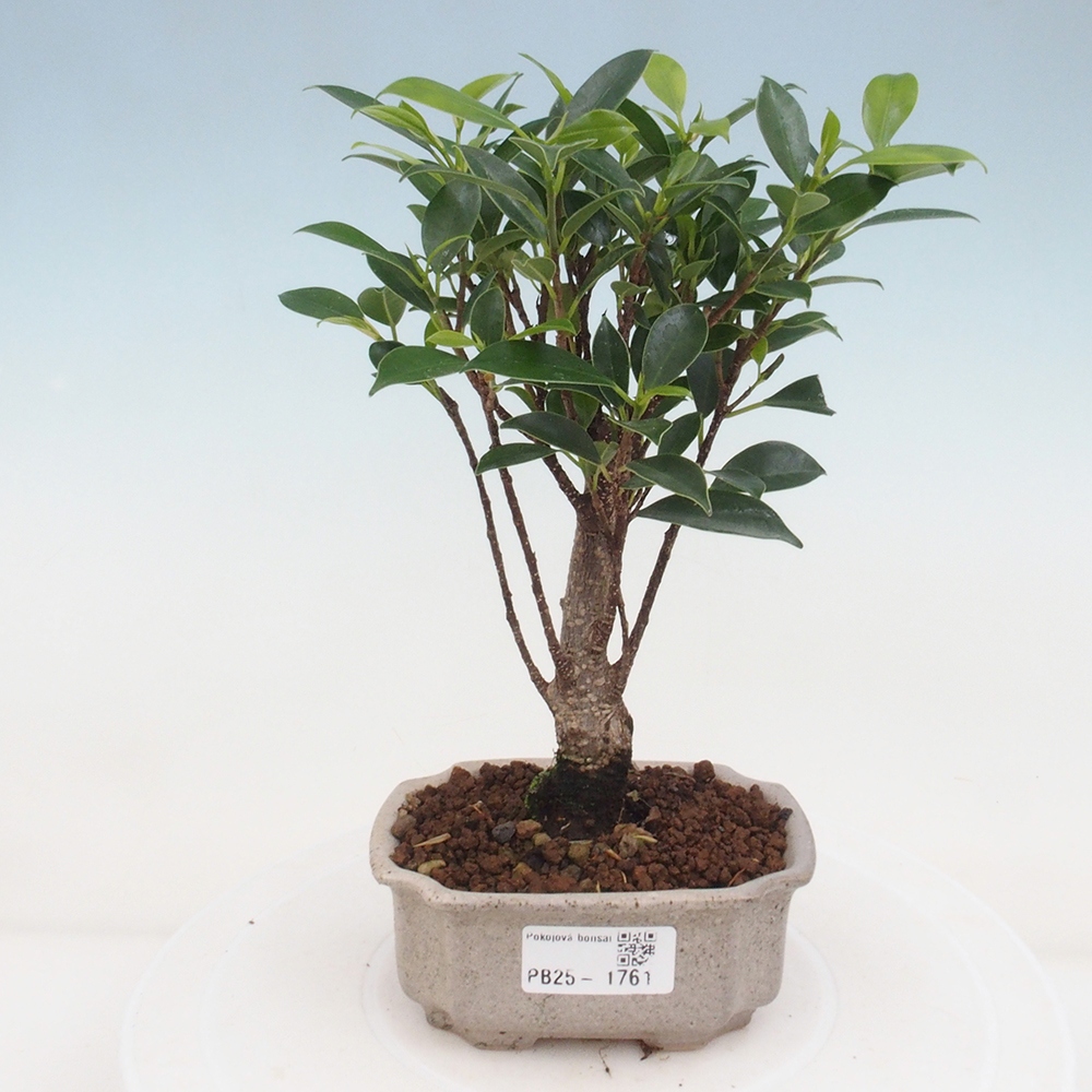 Zimmerbonsai - Kleinblättriger Ficus - Ficus kimmen