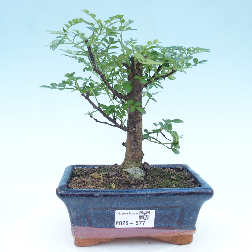 Zimmer Bonsai - Zantoxylum piperitum - Pfefferbaum