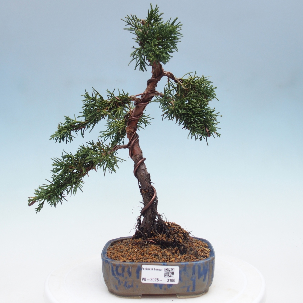 Bonsai im Freien - Juniperus chinensis Kishu - Chinesischer Wacholder
