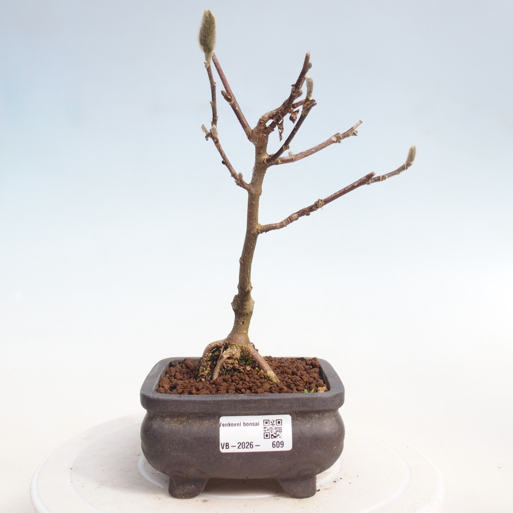 Bonsai für draußen - Magnolia stellata
