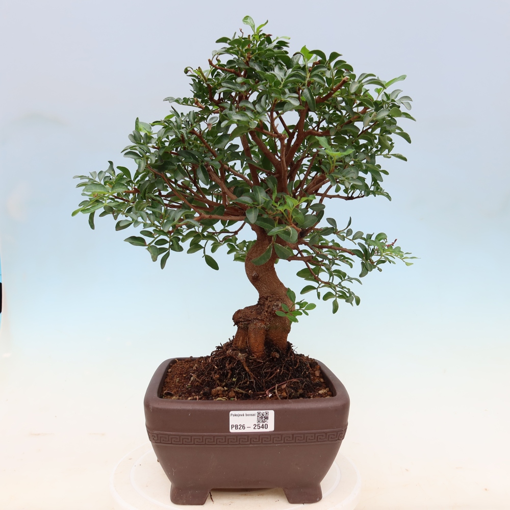 Zimmerbonsai – Pistacia lentiscus – Pistazie