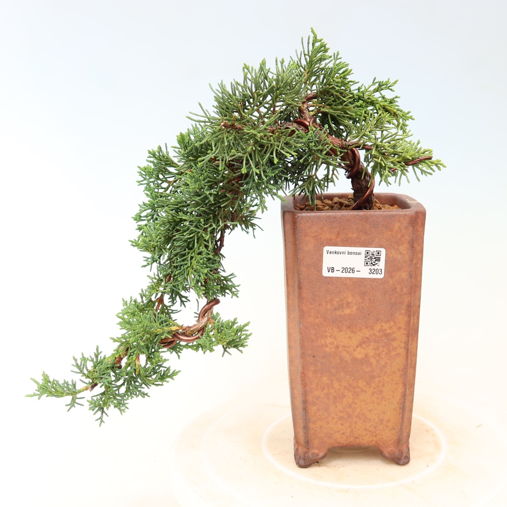 Bonsai für draußen - Juniperus chinensis Kishu