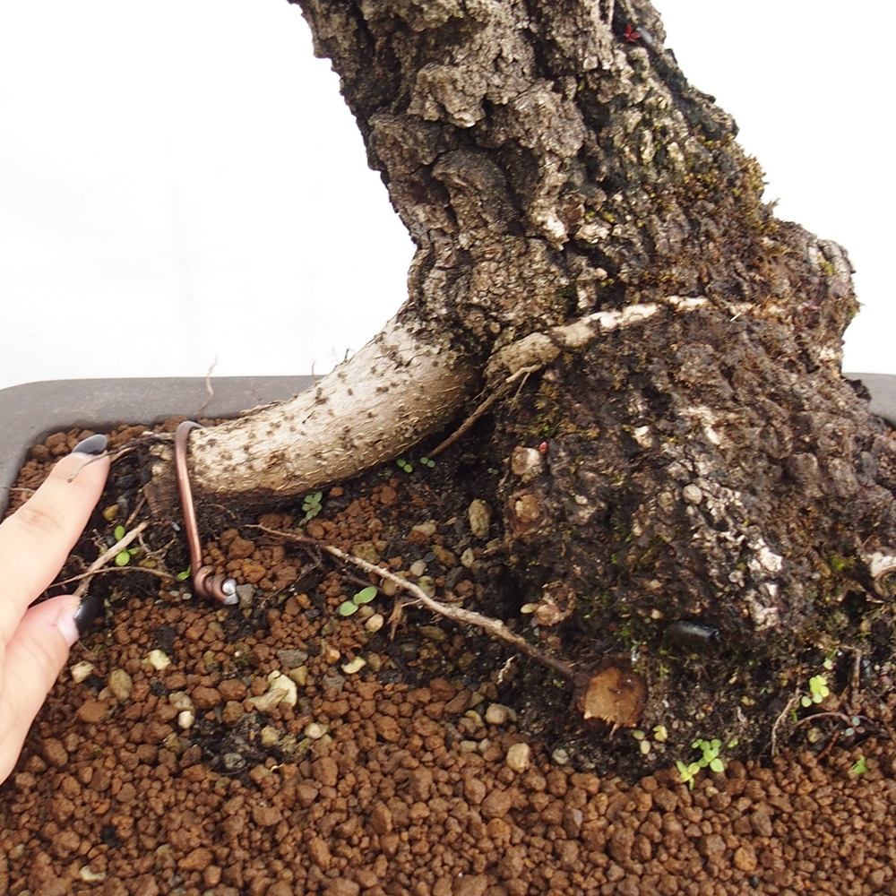 Yamadori - Quercus Ilex - Steineiche