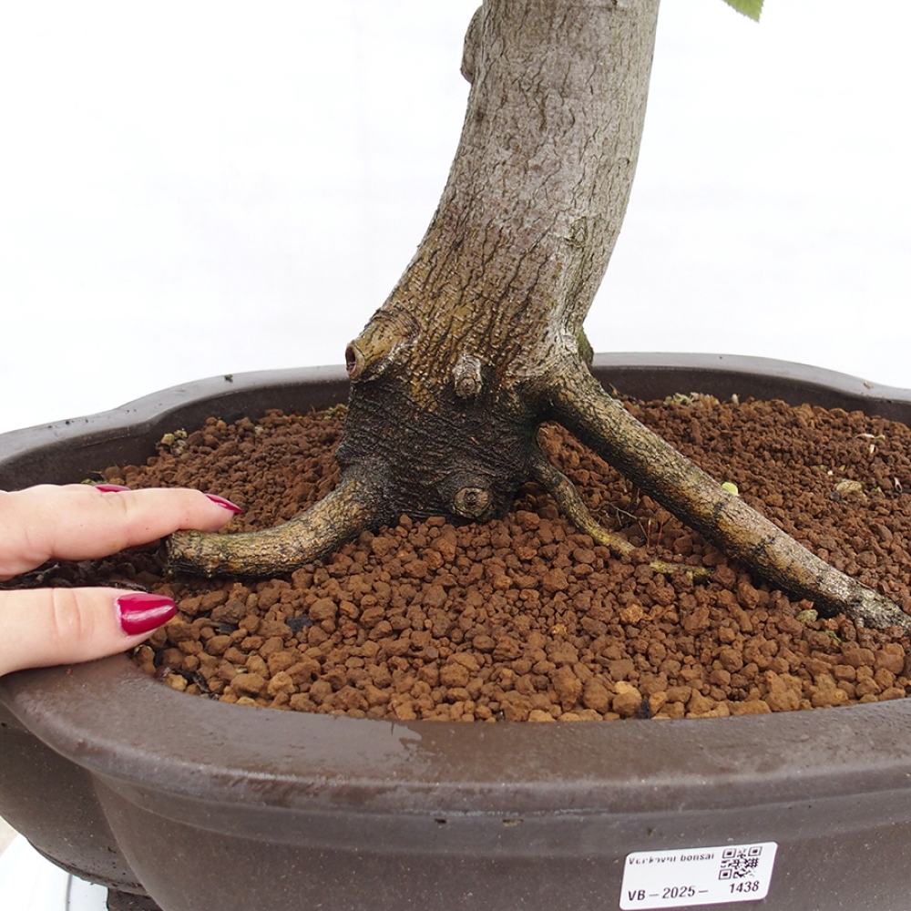 Bonsai im Freien - Hainbuche - Carpinus betulus