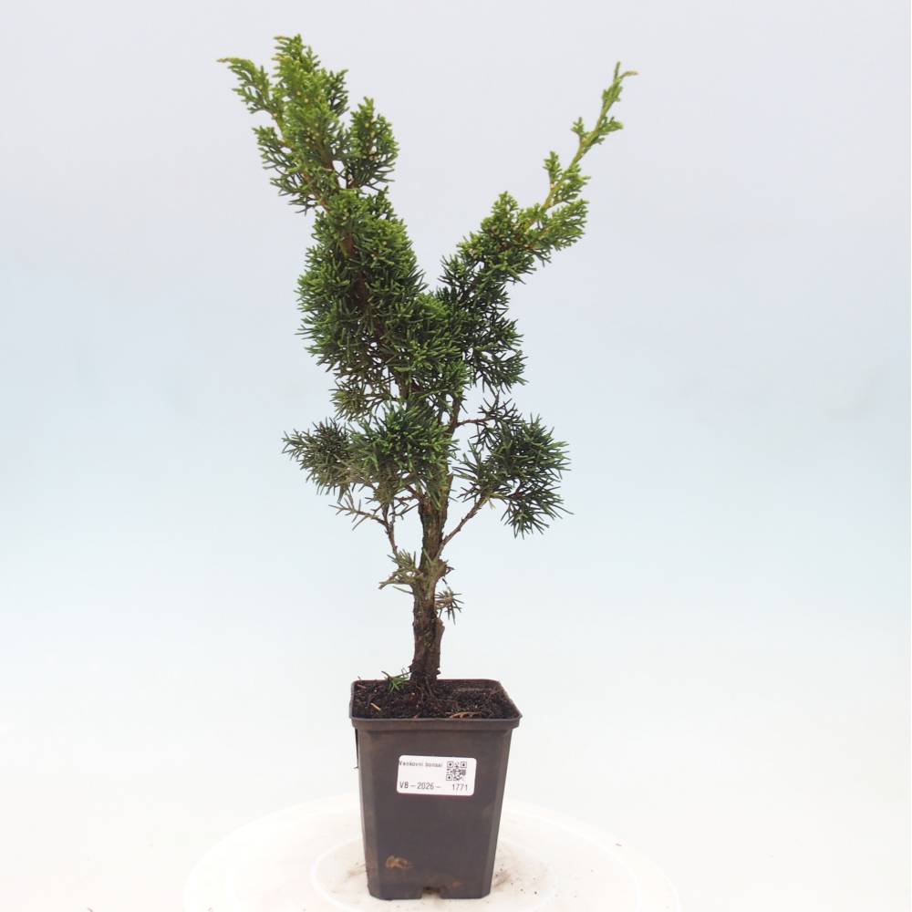 Bonsai für draußen - Juniperus chinensis Kishu