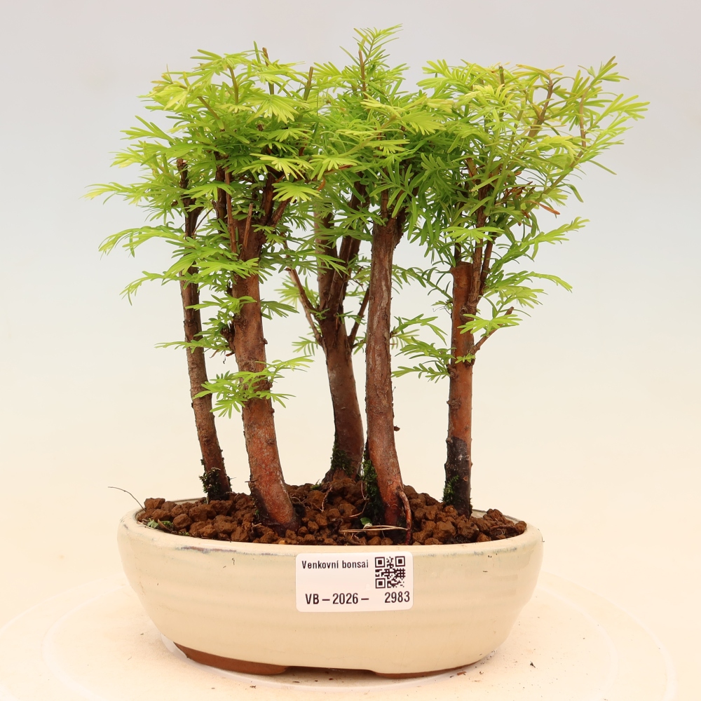Bonsai für den Außenbereich – Metasequoia glyptostroboides – Chinesische Metasequoia – Wäldchen